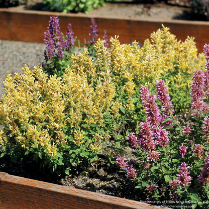 Agastache POQUITO® 'Butter Yellow'