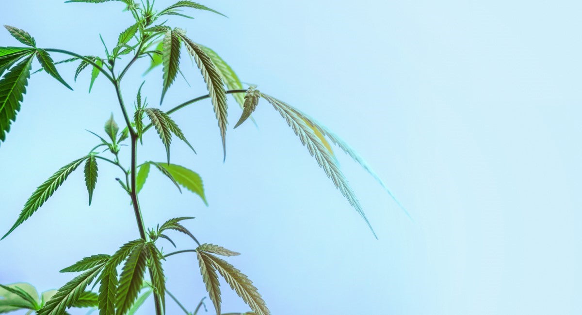 Everyday Cannabis: young CBD hemp plant photographed against a light blue background.