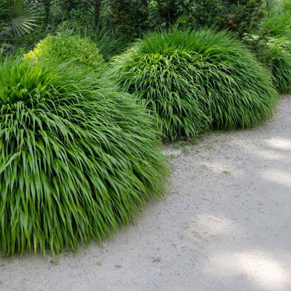 Hakone Grass
