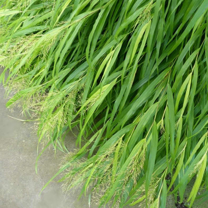 Hakone Grass