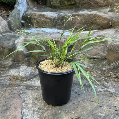 Hakone Grass