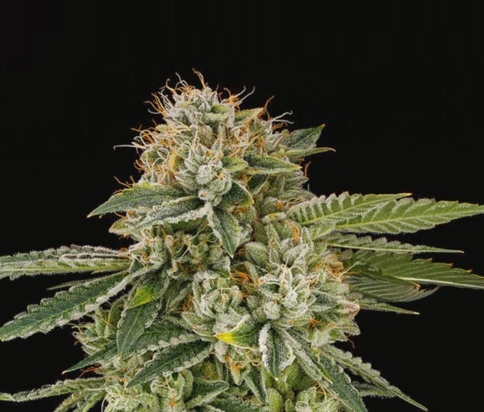 Casino Cookies CBD Hemp Clones