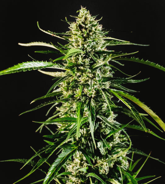 Cherry Wine CBD Hemp Clones