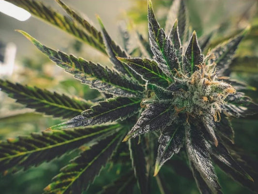 Honolulu Haze CBD Hemp Clones