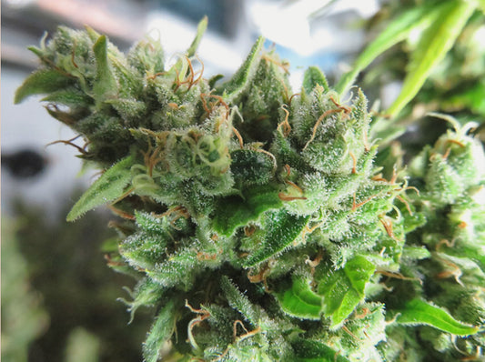 Mountain Mango CBD Hemp Clones